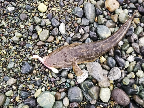 マゴチの釣果