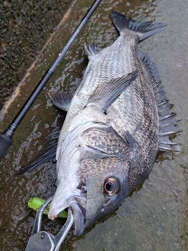 チヌの釣果
