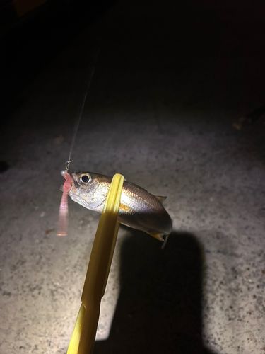 ムツの釣果