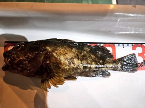 カサゴの釣果