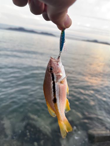 ヨコスジフエダイの釣果
