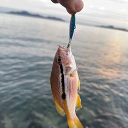 ヨコスジフエダイ