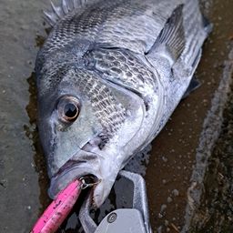 チヌ