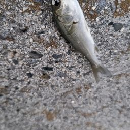 セイゴ（マルスズキ）