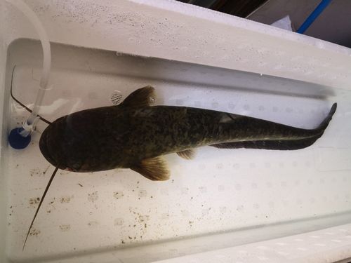 ナマズの釣果