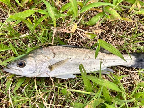セイゴ（マルスズキ）の釣果