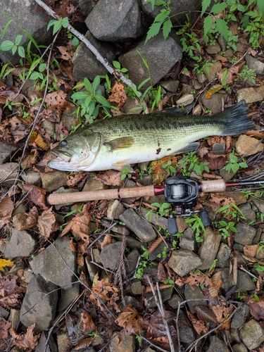 ラージマウスバスの釣果