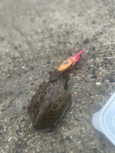 コウイカの釣果