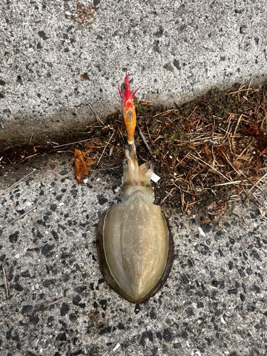 コウイカの釣果