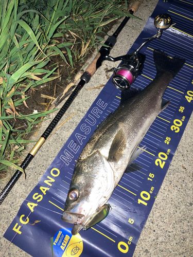 シーバスの釣果