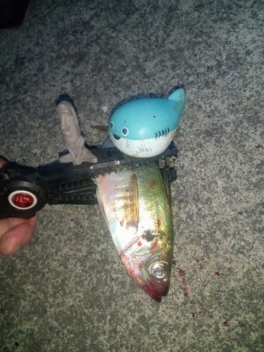 マアジの釣果