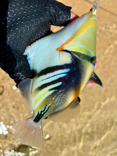 ムラサメモンガラの釣果
