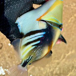 ムラサメモンガラ