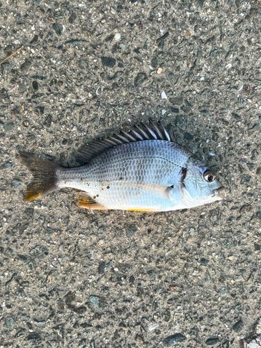 キビレの釣果