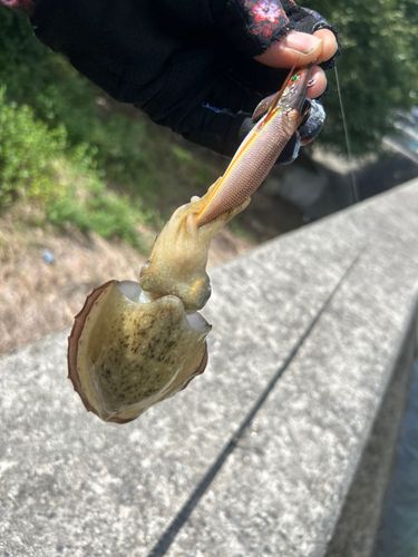 コウイカの釣果