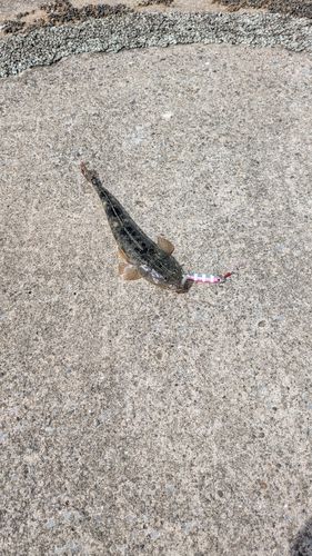 マゴチの釣果