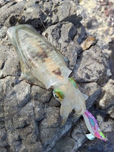 アオリイカの釣果