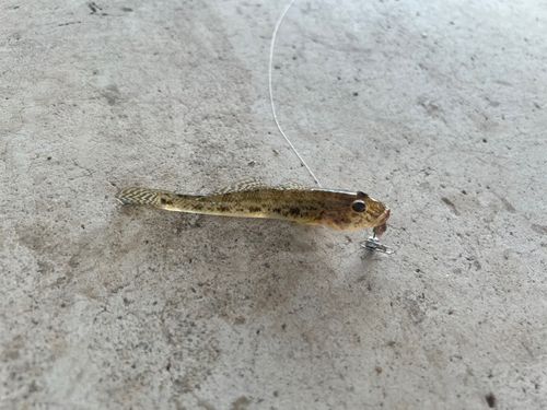ハゼの釣果