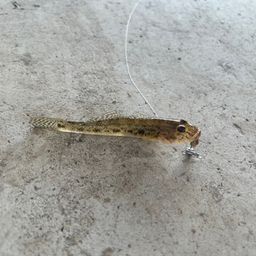 ハゼ