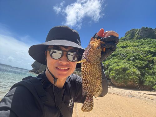 カンモンハタの釣果