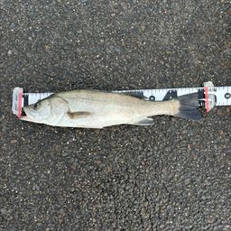 マダカ（マルスズキ）