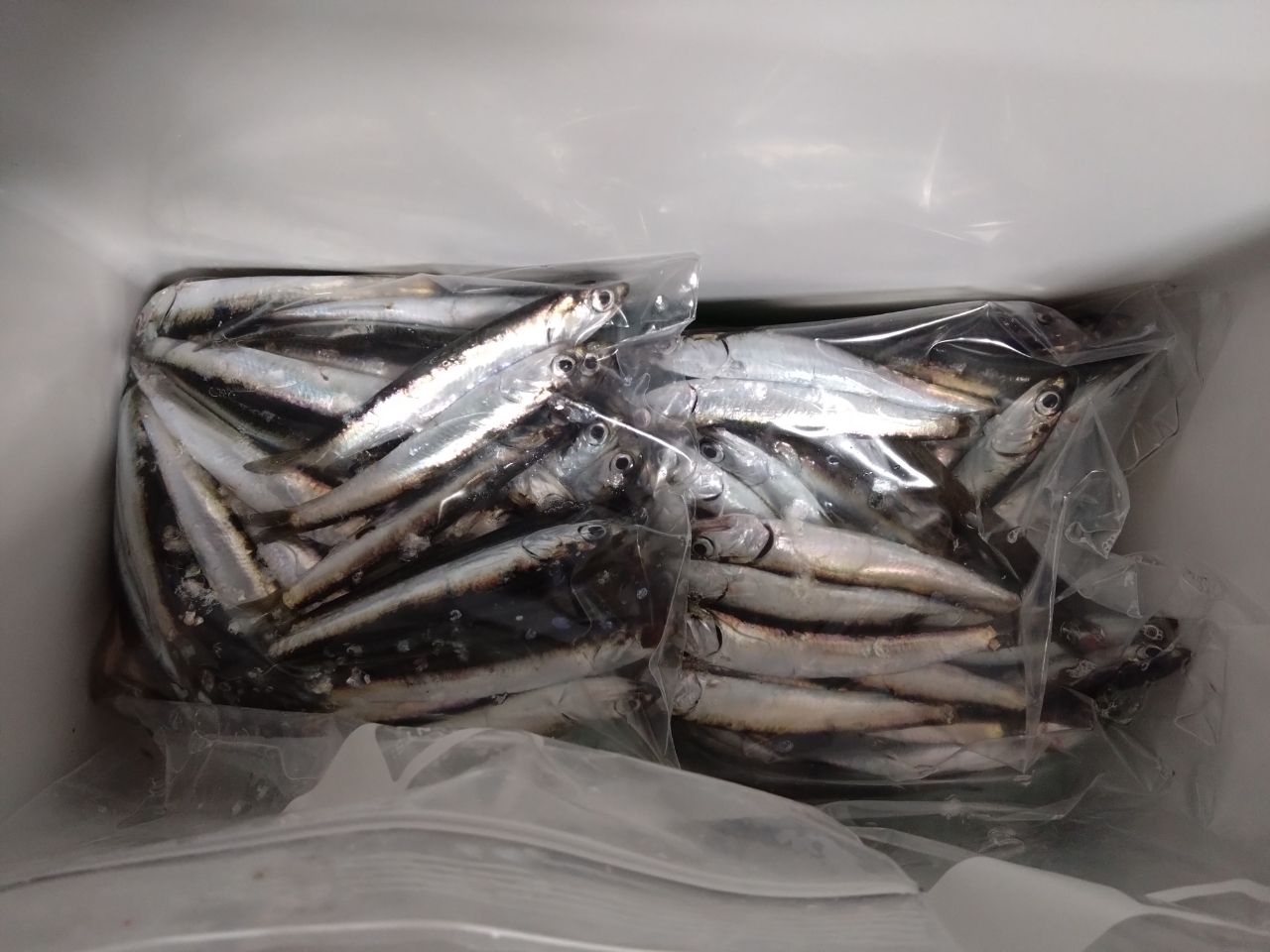 カタクチイワシ