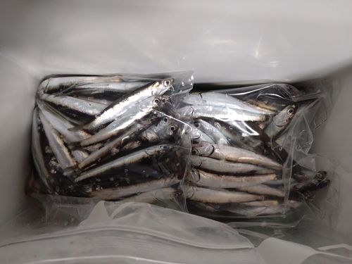 カタクチイワシの釣果