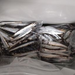 カタクチイワシ