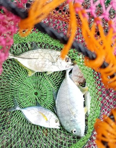 メッキの釣果