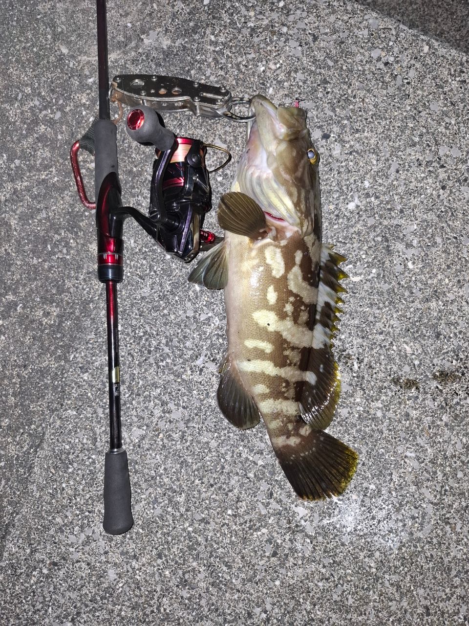 ※プロフ確認お願いします※様　シマノ 17 セフィアCI4+ C3000S シマノ セフィア CI4+ C3000S (リール) 価格比較 - 価格.com