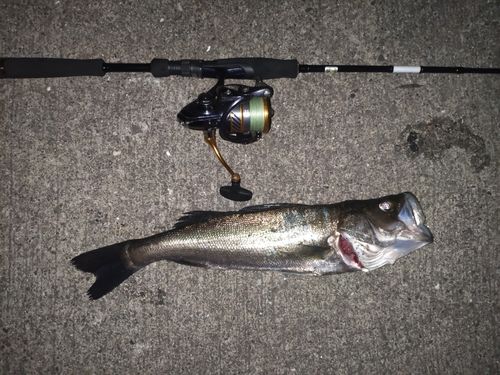 セイゴ（ヒラスズキ）の釣果