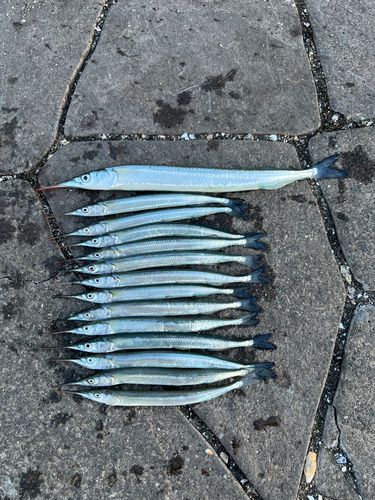 サヨリの釣果