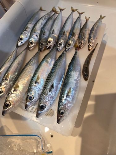 波崎新港
