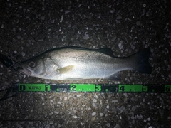 フッコ(ヒラスズキ)の釣果