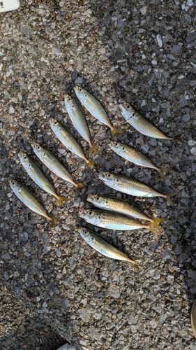 アジの釣果