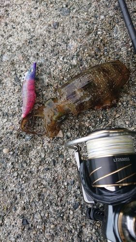 アオリイカの釣果