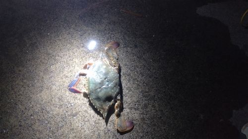 カニの釣果