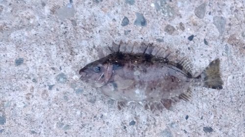 アイゴの釣果