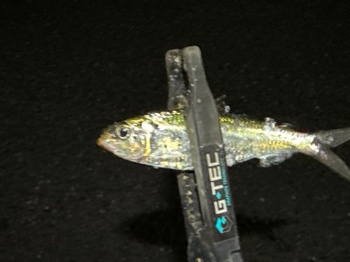 サッパの釣果