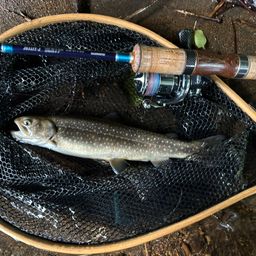 ニッコウイワナ