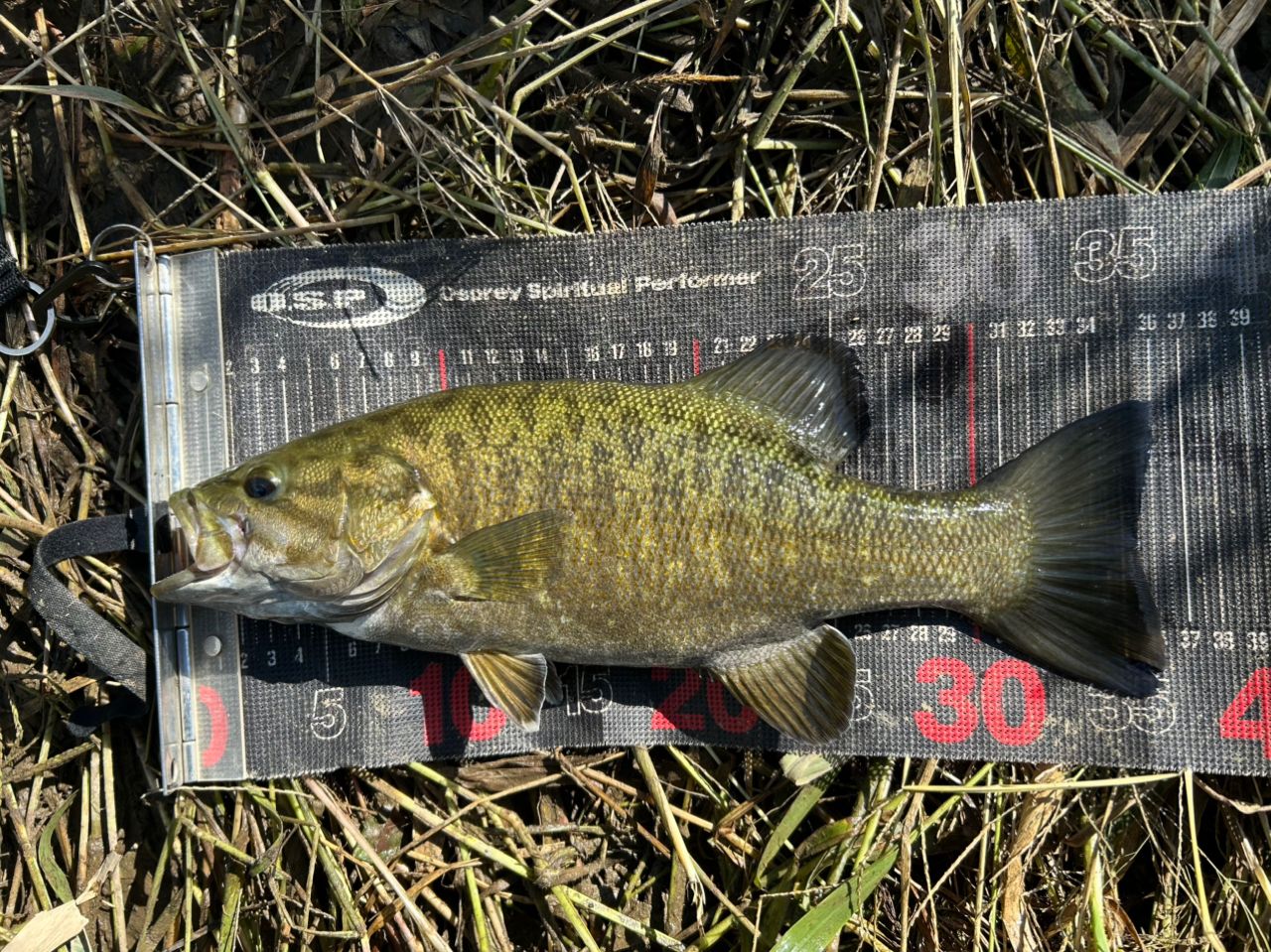 スモールマウスバス