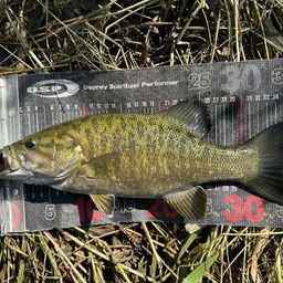 スモールマウスバス