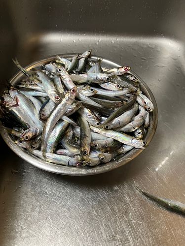 カタクチイワシの釣果