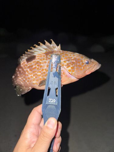 魚津補助港