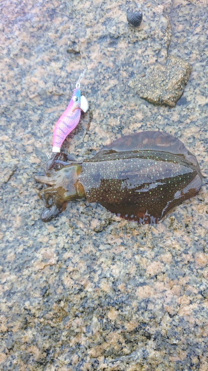 アオリイカ