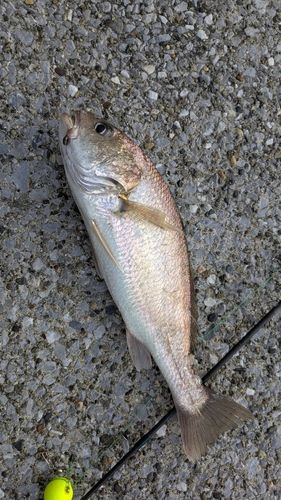 イシモチの釣果