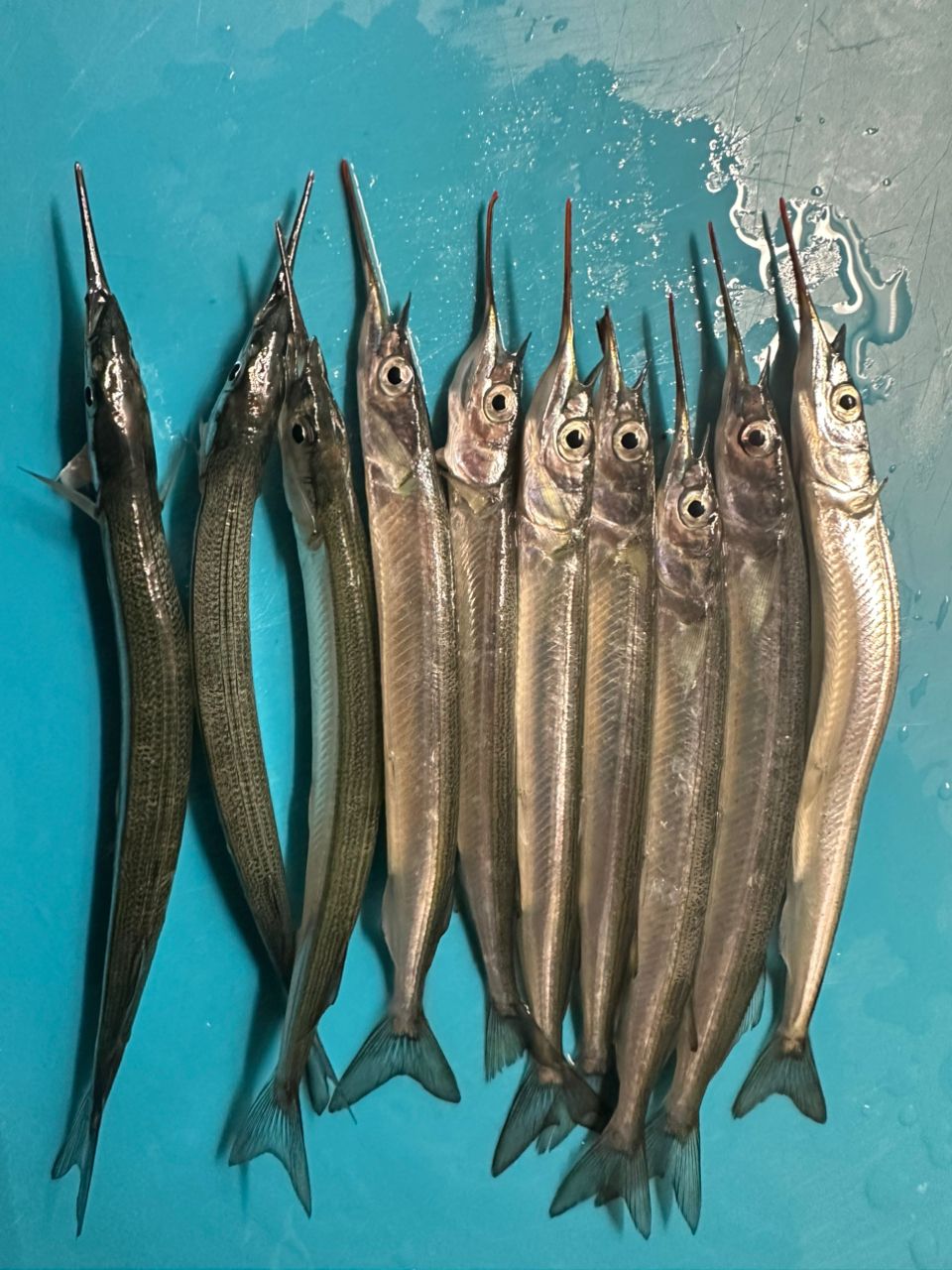サヨリ