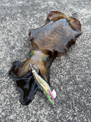 紀伊長島三浦
