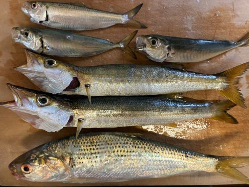 カマスの釣果
