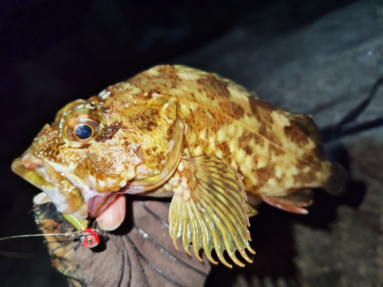 カサゴ